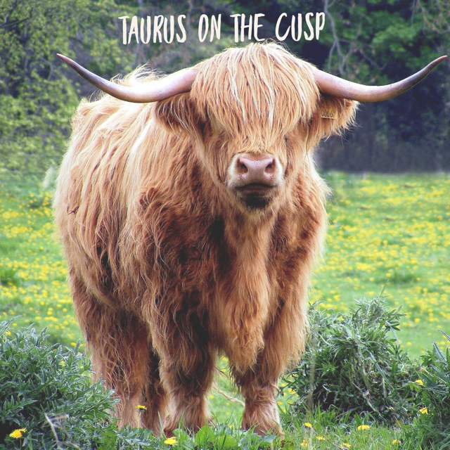 Taurus on the Cusp
